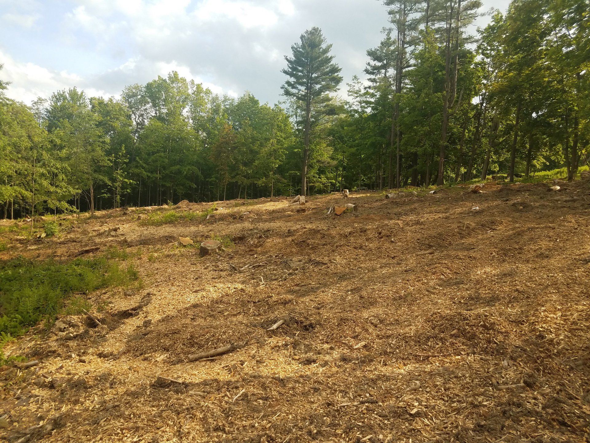 Brush clearing leaving wood chip mulch