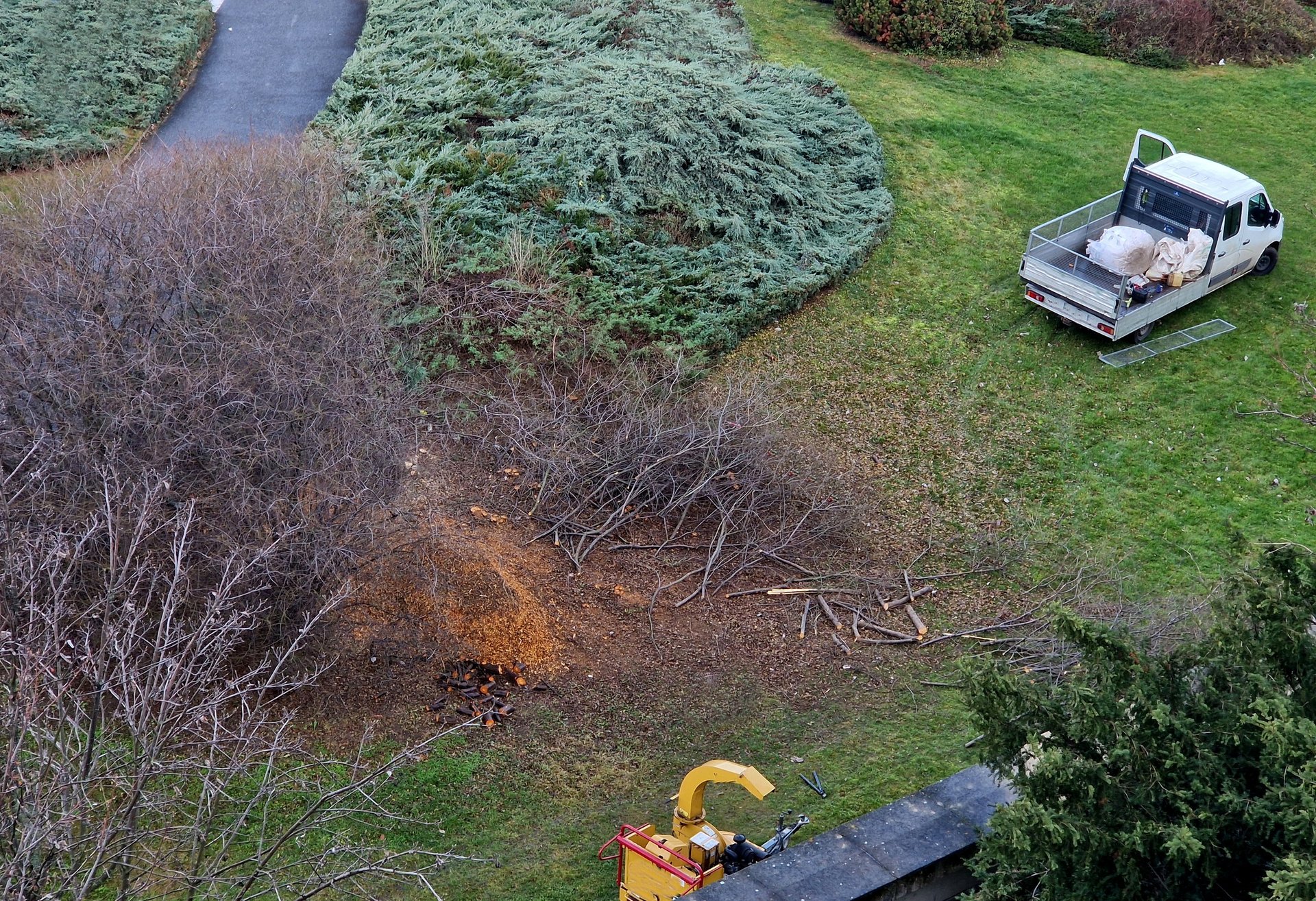 Removing invasive honeysuckle and autumn olive bushes