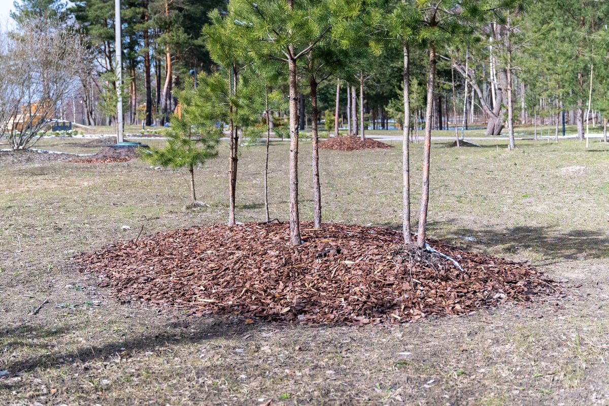 Wood chip mulch protecting trees and soil