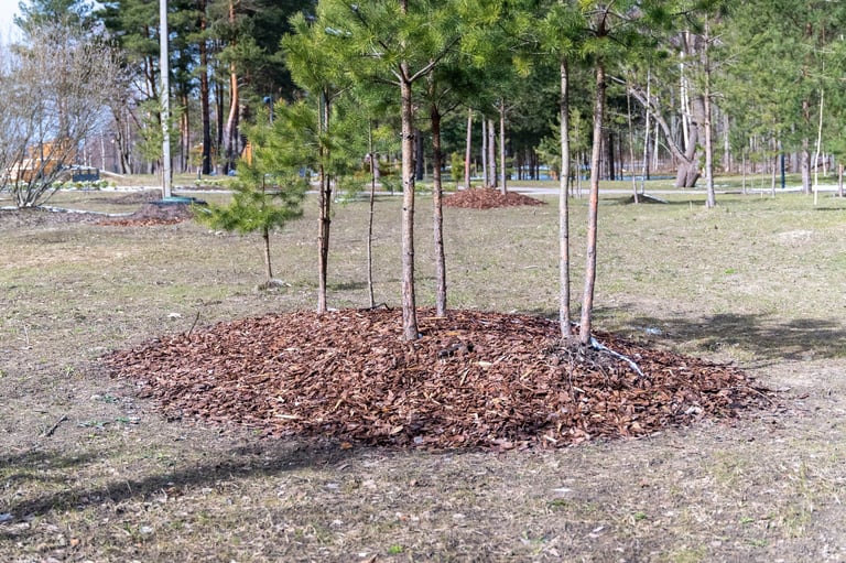 Decorative wood chip mulch protecting trees in city park