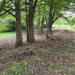 Grove of mature trees with lush green canopy casting shadows on leaf-covered ground and grass